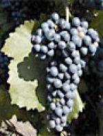 Zweigeltrebe