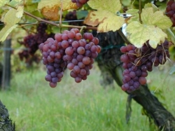 Traminer 1l za 66,-Kč