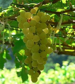 Chenin blanc 1l za 60,-Kč